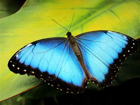 Butterflies In Costa Rica Lands In Love