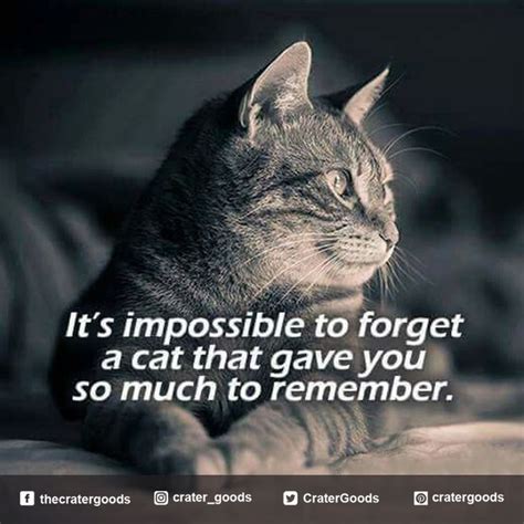 Its Impossible To Forget A Cat That Gave You So Much To Remember