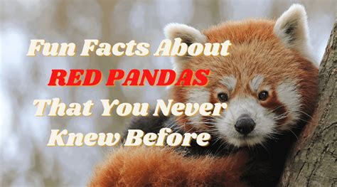 Fun Facts About Red Pandas That You Never Knew Before Proto Animal