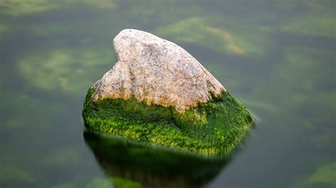 Green Covered Earth Stone Between Water During Daytime 4k Hd Nature