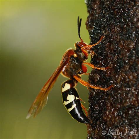 Life And Death In The Backyard Cicada Killer Wasp Betty Hall