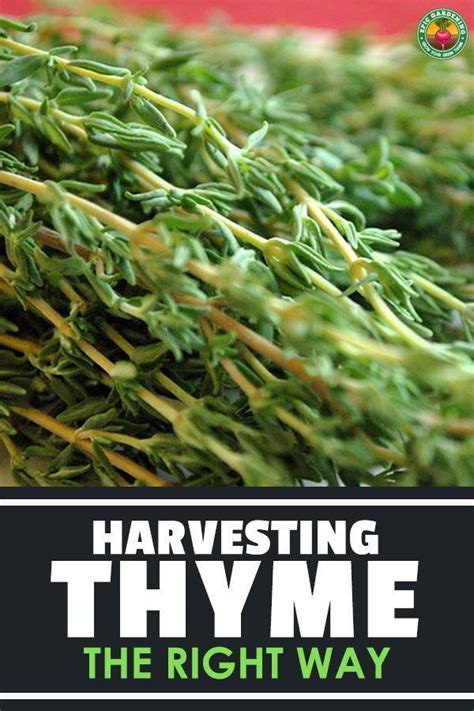 Harvesting Thyme The Right Way Artofit