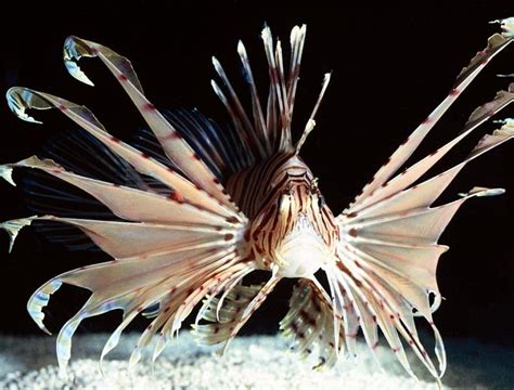 Lionfish Ocean Fish Sea Hd Wallpaper Peakpx