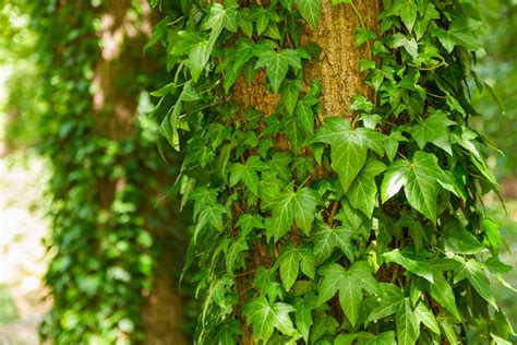 How To Grow And Care For English Ivy Plants