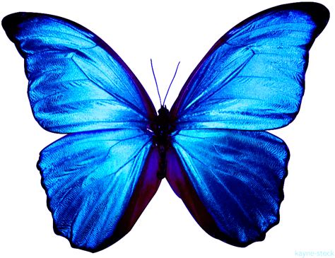 Butterfly Png Clipart Image Blue Butterfly Png Transparent Png Full