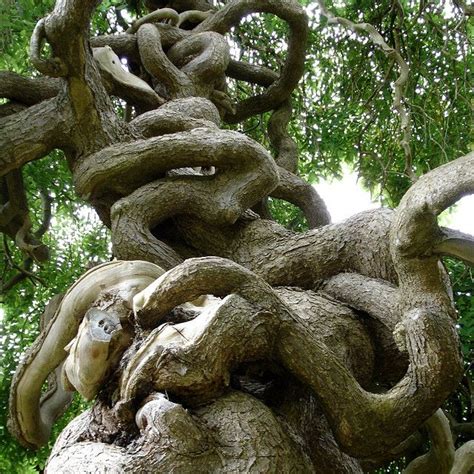 Scary Tree Weird Trees Twisted Tree Scary Tree