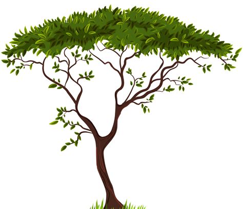 Tree Png Transparent Image Download Size 1250x1077px