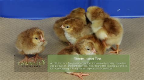 Rhode Island Red Baby Chicks Youtube