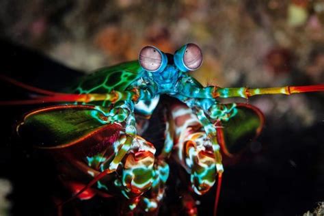 9 Sea Creatures Who Are Out Of This World Earth Rangers Wild Wire Blog