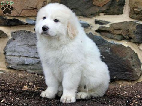 Bernese Puppy Great Pyrenees Puppy Great Pyrenees Pyrenees Puppies