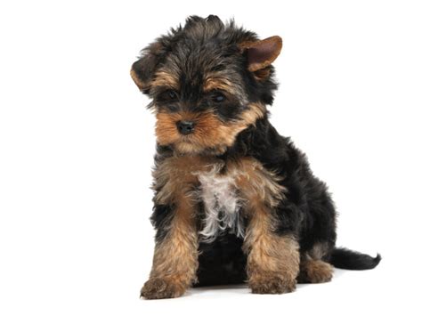 Top 10 Best Dog Breeds | hubpages If you are ready for pet ownership, then you should really consider the yorkshire terrier.