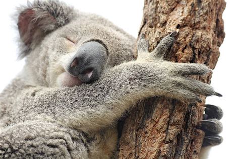 2900 Koala Sleeping Photos Stock Photos Pictures And Royalty Free