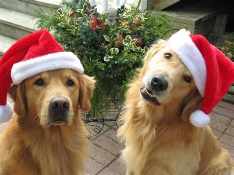 Blood lines of all parents are on the premises. 532 best Golden Retriever Christmas images on Pinterest | Adorable animals, Animales and Golden ...