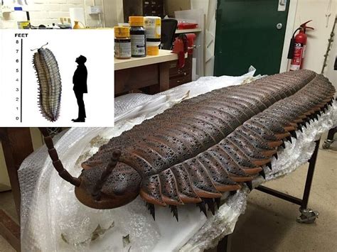Meet The Largest Land Dwelling Bug Of All Time Science
