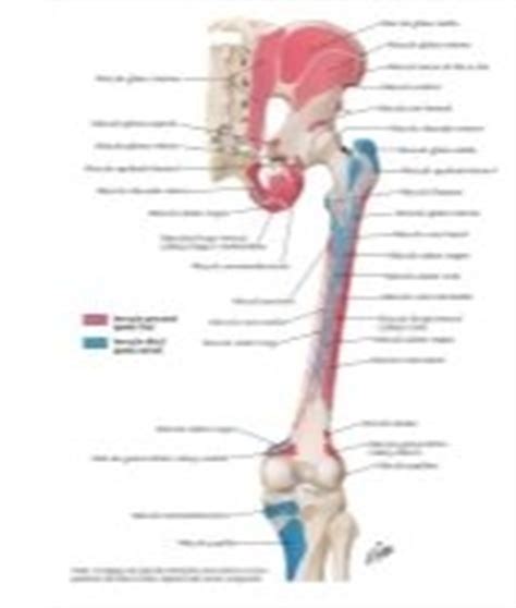 Bony Attachments of Muscles of Hip and Thigh: Posterior View