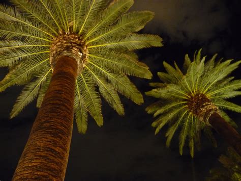 Las Vegas Palm Trees At Night I Took In My Convertible Palm Trees