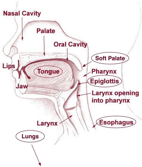 Diagrams Of The Mouth 101 Diagrams