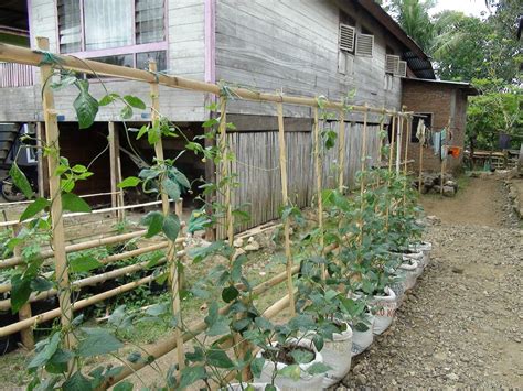 Menanam di pekarangan rumah, bogor, indonesia. Budidaya dan Agronimis Pertanian: Optimalisasi Pemanfaatan ...