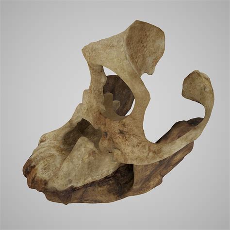 3d Model Human Skulls Sivapithecus Turbosquid 1329775