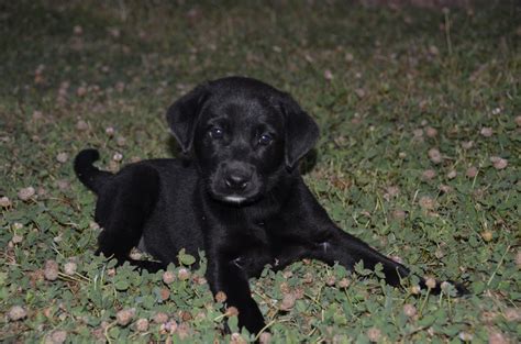 Selling due to change in work commitments, and it is unfair that he doesn't get the time and attention he need for being a pup. Two Female AKC Black Lab Puppies - Labrador Retrievers in ...