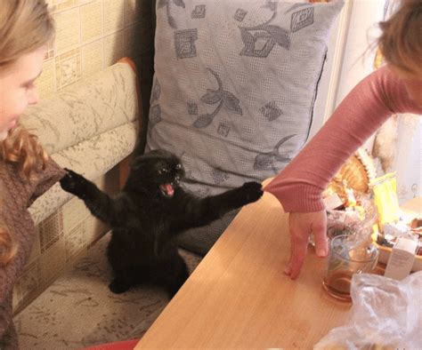 Meme Generator Cat Grabbing Two Sweaters Newfa Stuff