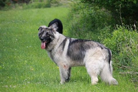 Shiloh Shepherd Puppies For Sale In Nc
