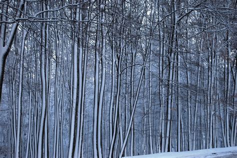bäume im schneewind foto and bild jahreszeiten winter natur bilder auf fotocommunity
