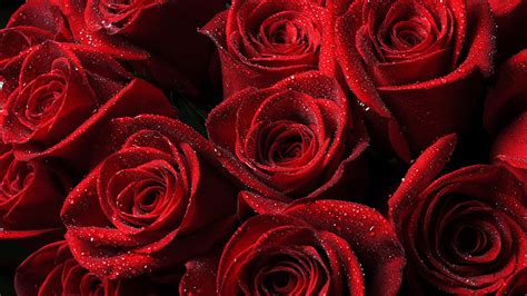 Red Roses Background 4k Wallpaper 39783 Hd Wallpaper And Backgrounds