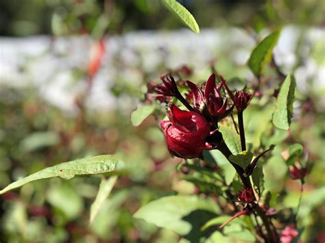Sorrel Shows Promise As A Florida Specialty Crop Specialty Crop Industry