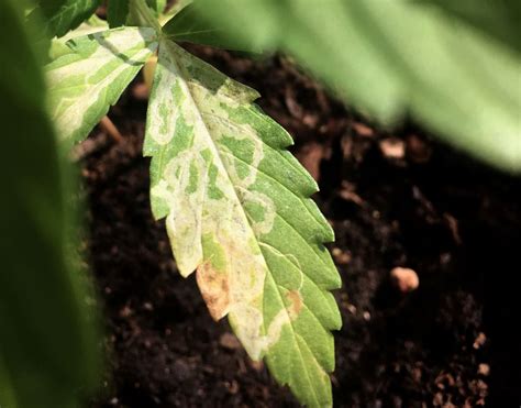 Leaf Miners And Cannabis How To Identify And Get Rid Of It Quickly