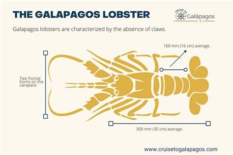 The Most Interesting Galapagos Lobster Facts Galapagos Fauna