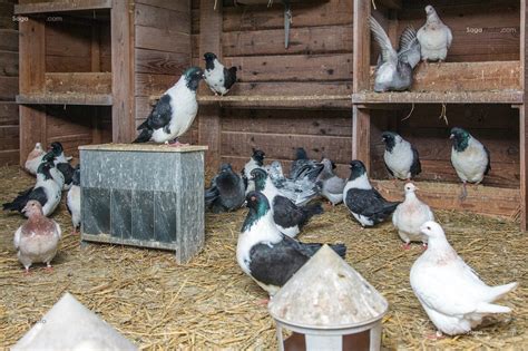 Photo De Elevage De Pigeons A La Ferme Ambazac 87 Haute Vienne