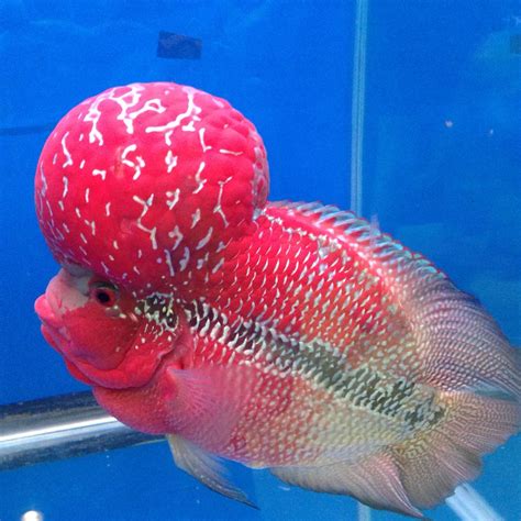 Flower Horn Fish Names - FLOWERNIDA