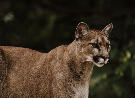 Cougar Sighting At Thetis Lake Prompts Warning By West Shore Rcmp