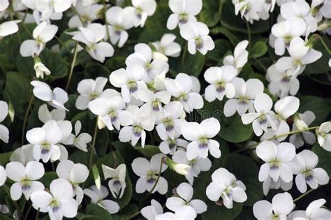 White Violets Bloom On The Flower Bed Stock Image Image Of Background