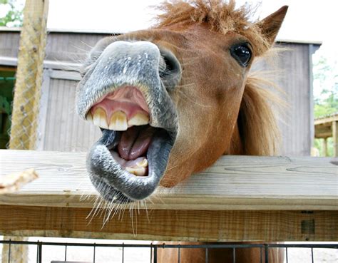 Horse Teeth Yawning Open · Free Photo On Pixabay