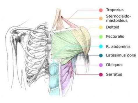 Chest Muscle Anatomy Diagram Worlds 1st Procedure Raises Hopes For