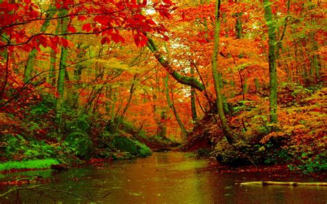 Autumn Forest Hd Wallpapers Wallpaper Cave