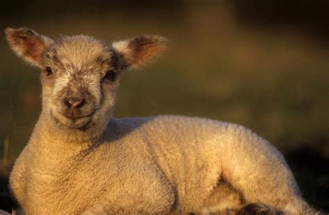 Lamb Close Up Photograph By Jerry Shulman