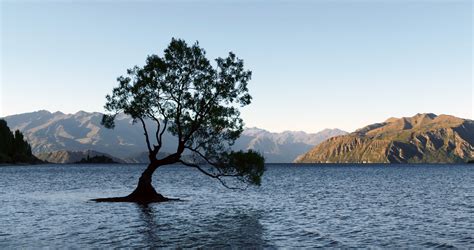 Tree In Lake Royalty Free Photo