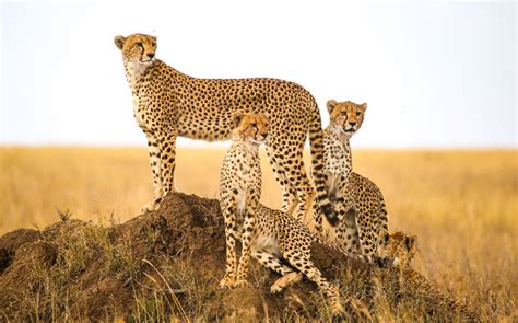What Is A Cheetah A Cheetah Is One Of The Five Large And The Fastest