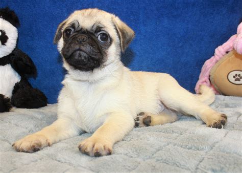Sportsman's kennels on long island has been breeding akc puppies since 1962. Pug Puppies For Sale - Long Island Puppies