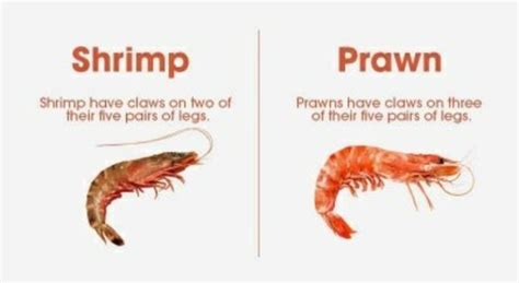 What Is Lobster And Shrimp Called 2022 Qaqookingwiki