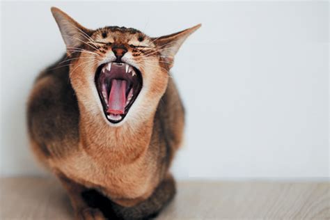 If you want your cat to pay attention to you, make your voice a little higher whenever you say his name. 9 Cat Sounds and What They Mean - Catster