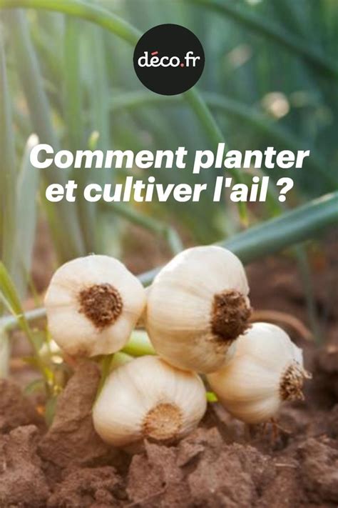 Comment Planter Et Cultiver L Ail Potager Facile Faire Un Potager