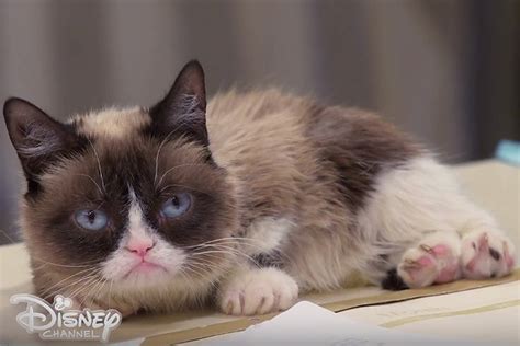 Grumpy Cat Viral Internet Sensation Dies At 7 Thewrap