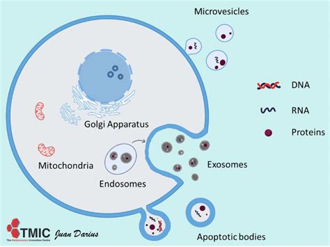 Extracellular Vesicles Evs The Metabolomics Innovation Centre