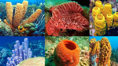 Phylum Porifera Definition Characteristics Classification
