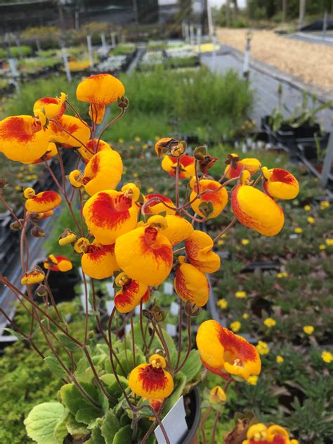Calceolaria Sunset Yellow Darcy And Everest