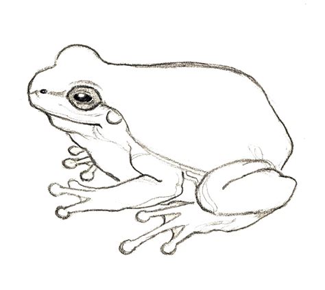 Simple Realistic Frog Drawing Clip Art Library